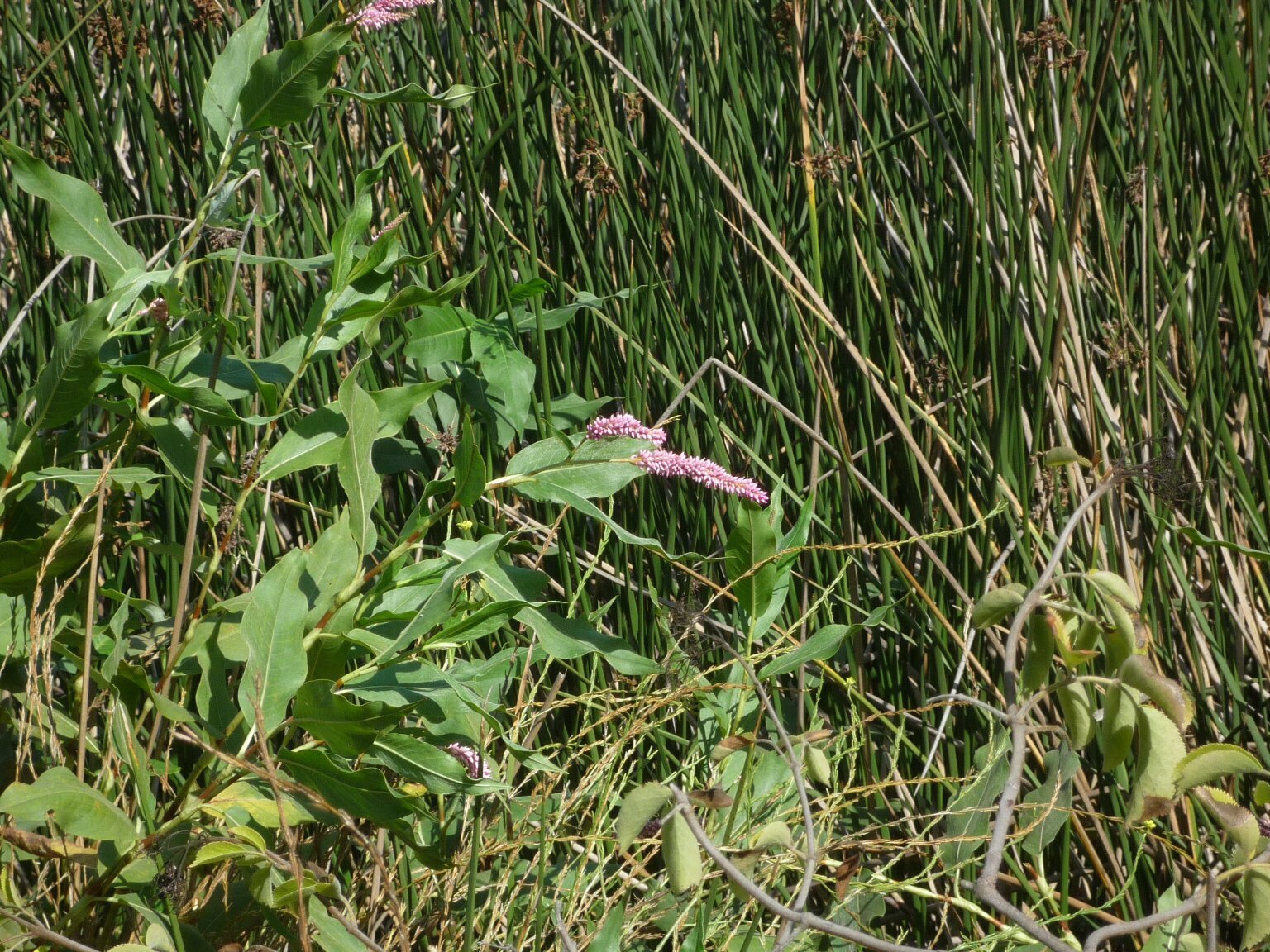 High Resolution Persicaria amphibia Leaf